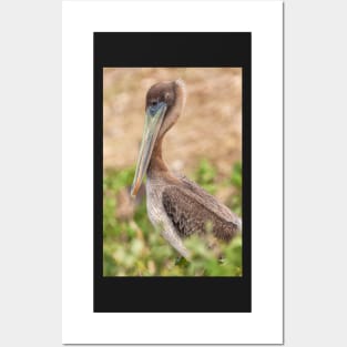 Brown Pelican Posters and Art